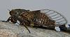 The Bulgarian Cicadidae